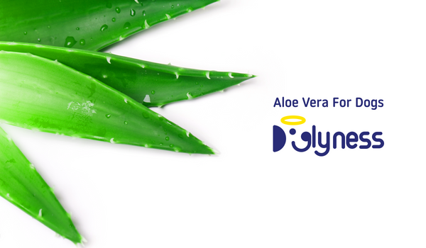 Aloe Vera för hundar - Upptäck Aloe Verans läkande krafter